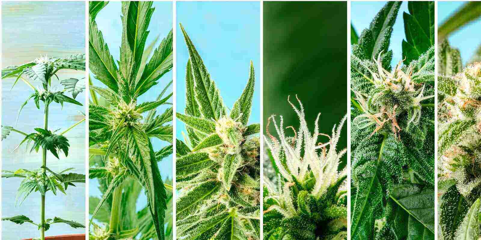 Top 5 Most Popular Marijuana Strains In America 2022 - Pure Oasis